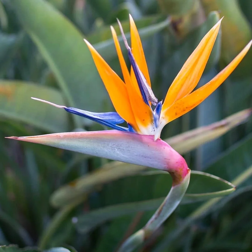 Ep. 76 - Bird of Paradise — Plant Daddy Podcast